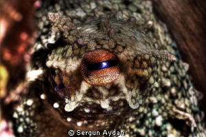 Octopus Eye by Sergun Aydan 